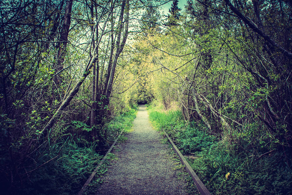The pathway along the marsh