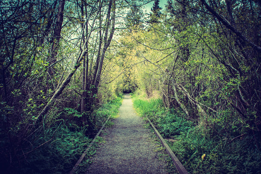 The pathway along the marsh