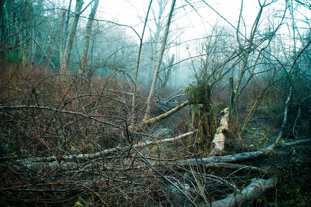 The old tree
