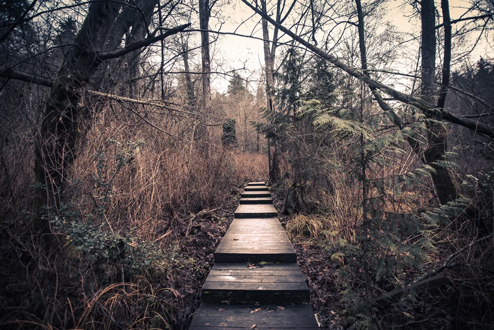 Path beyond web.jpg