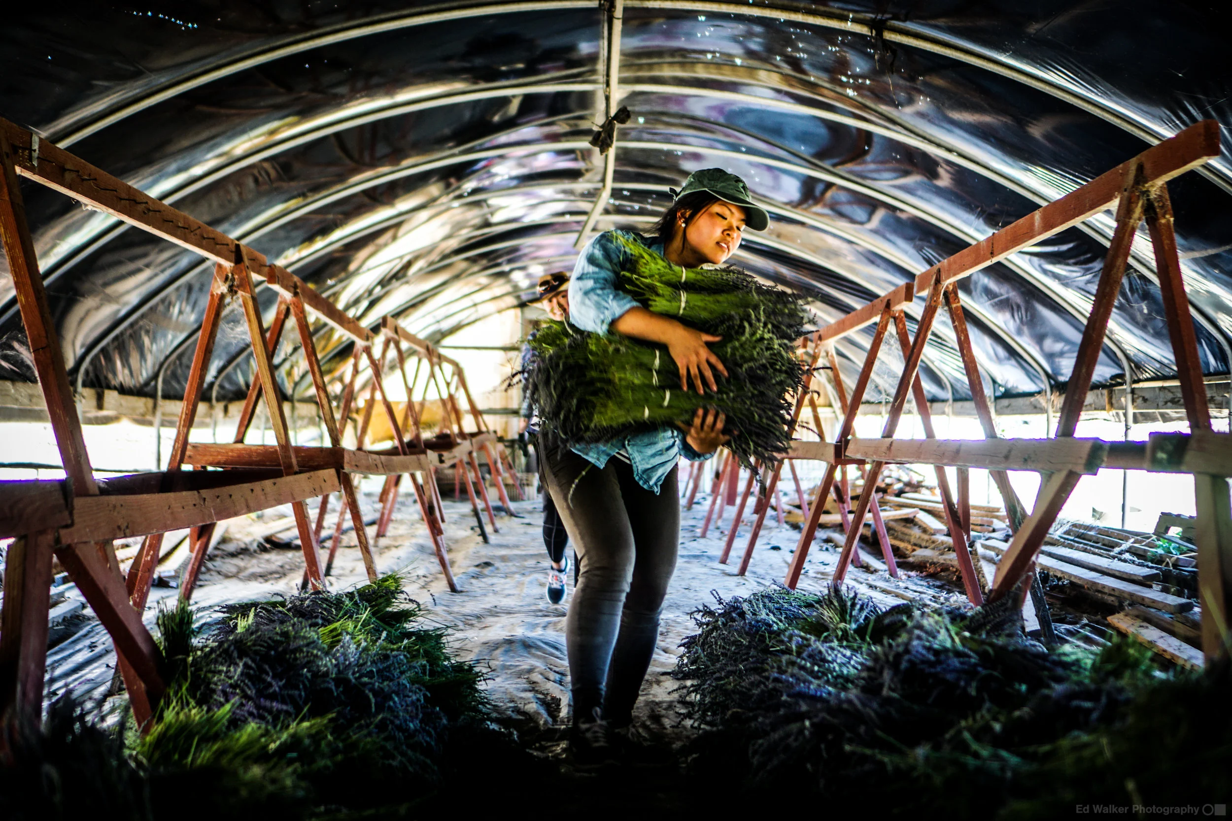 Joyce stacking the Lavender in the drying shed at Eatwell Farm