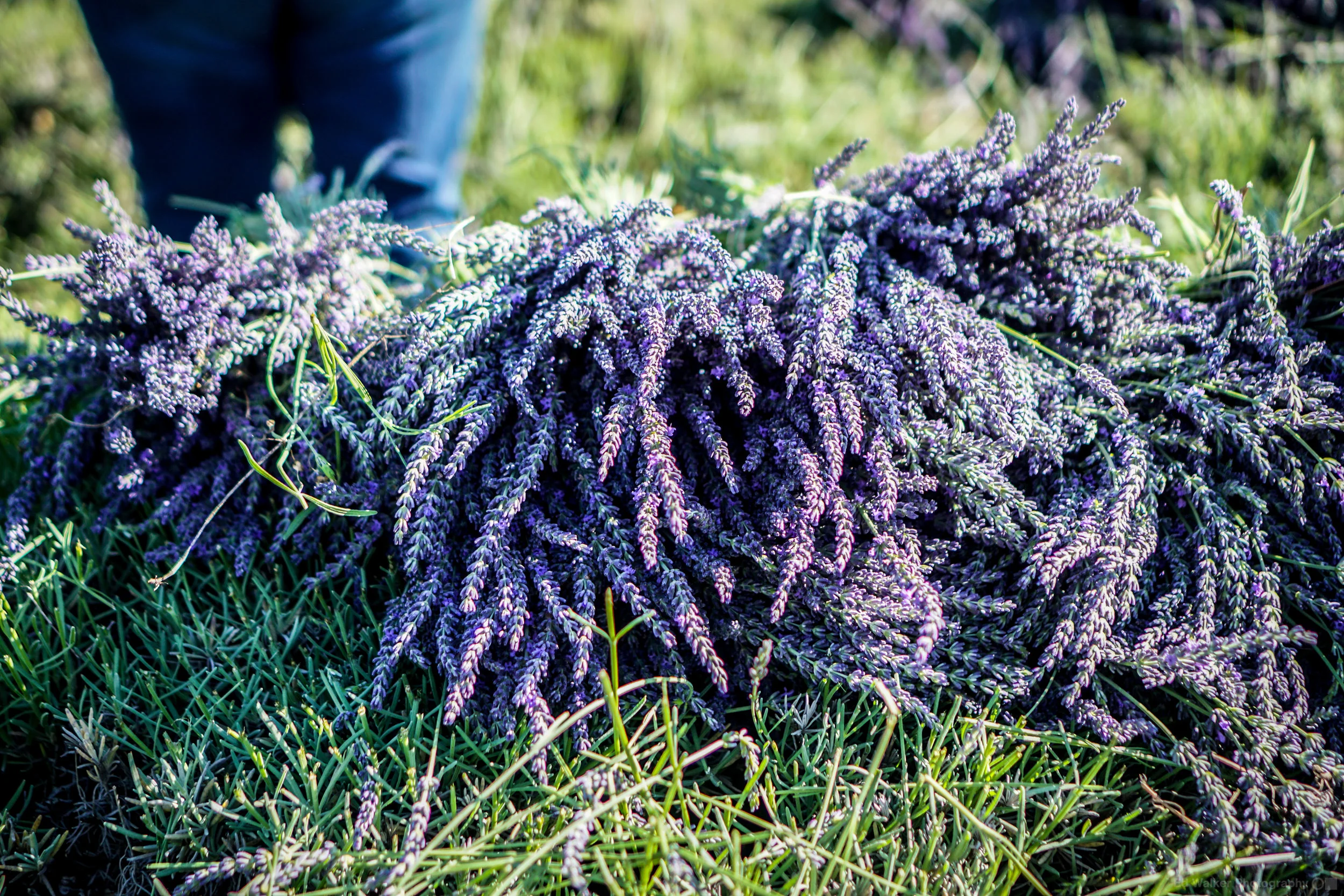 Stacks of newly cut Lavender.