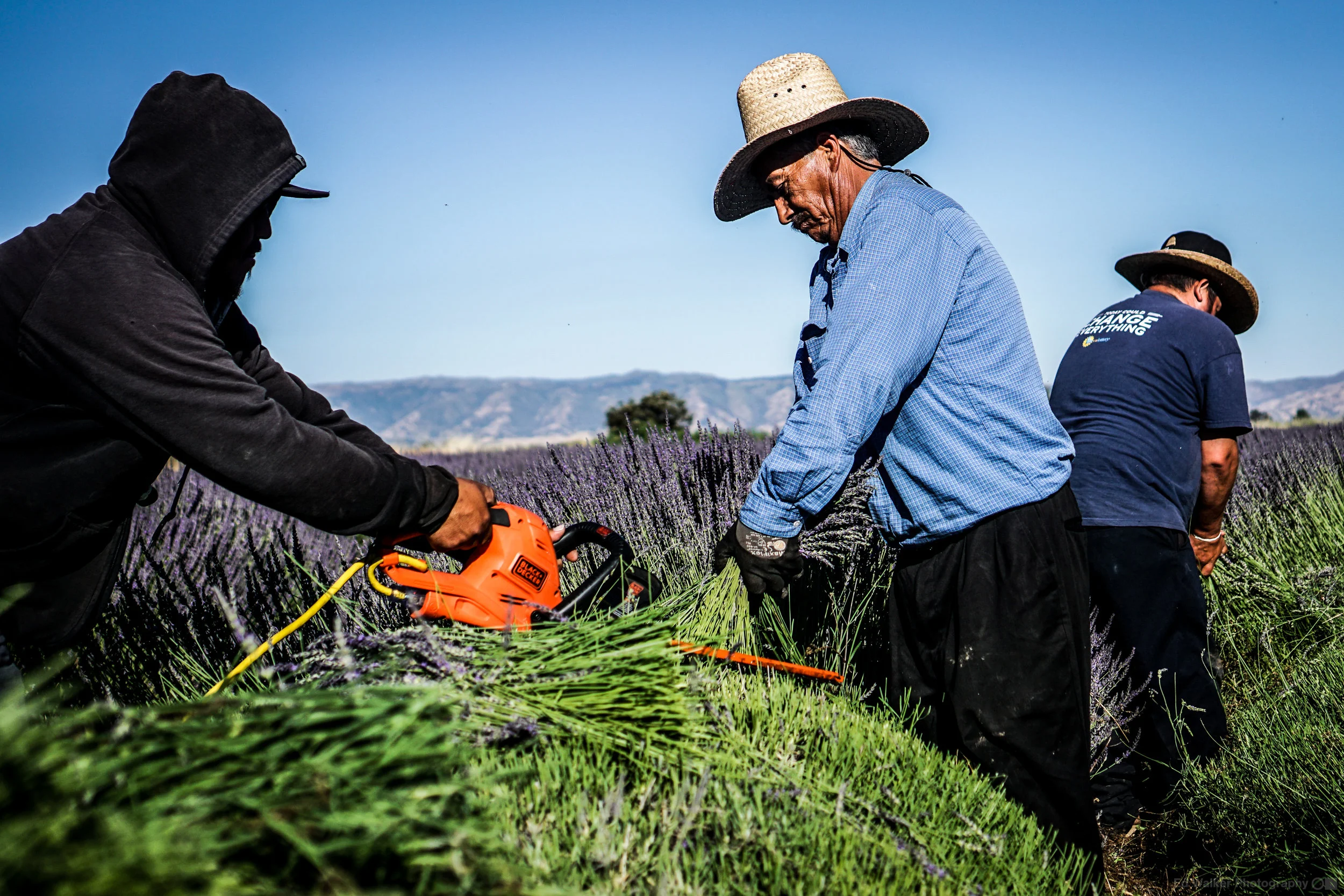 The crew cut the Lavender.