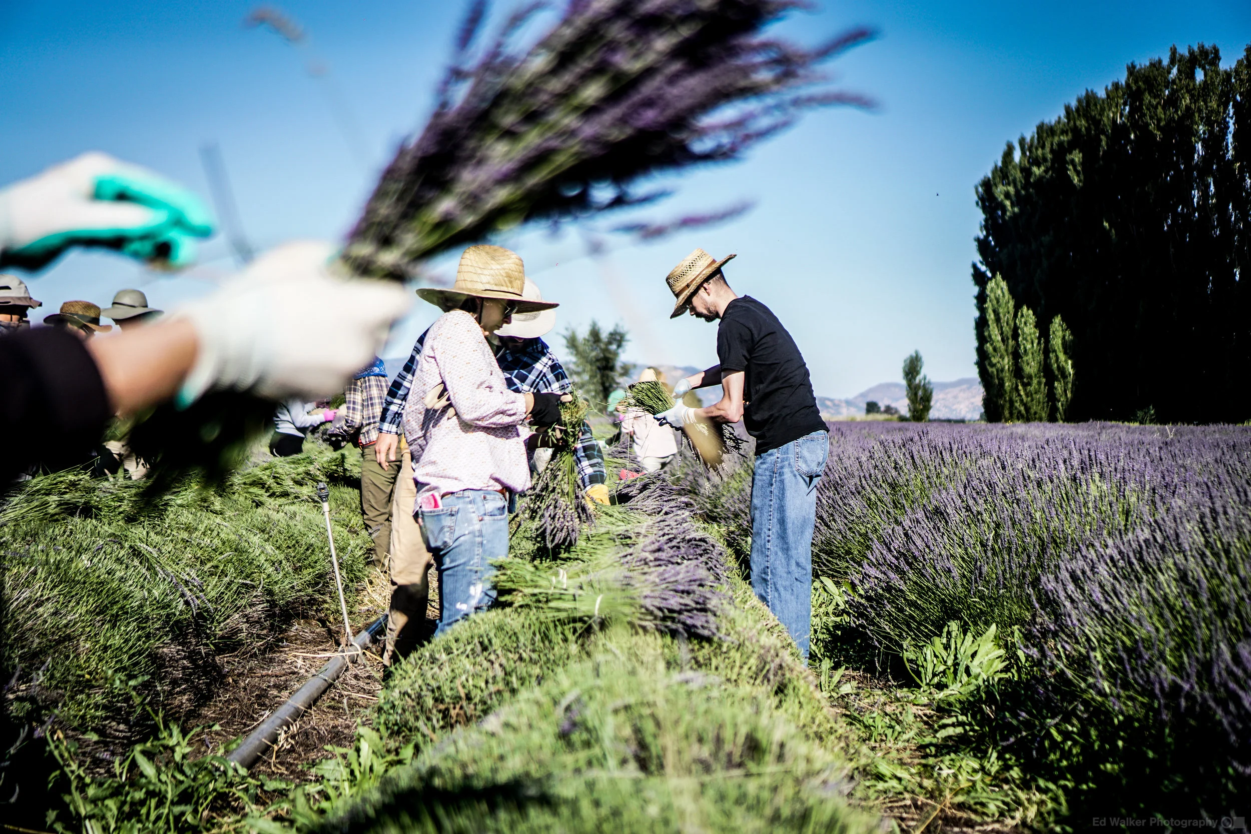 CSA members bunch the Lavender.