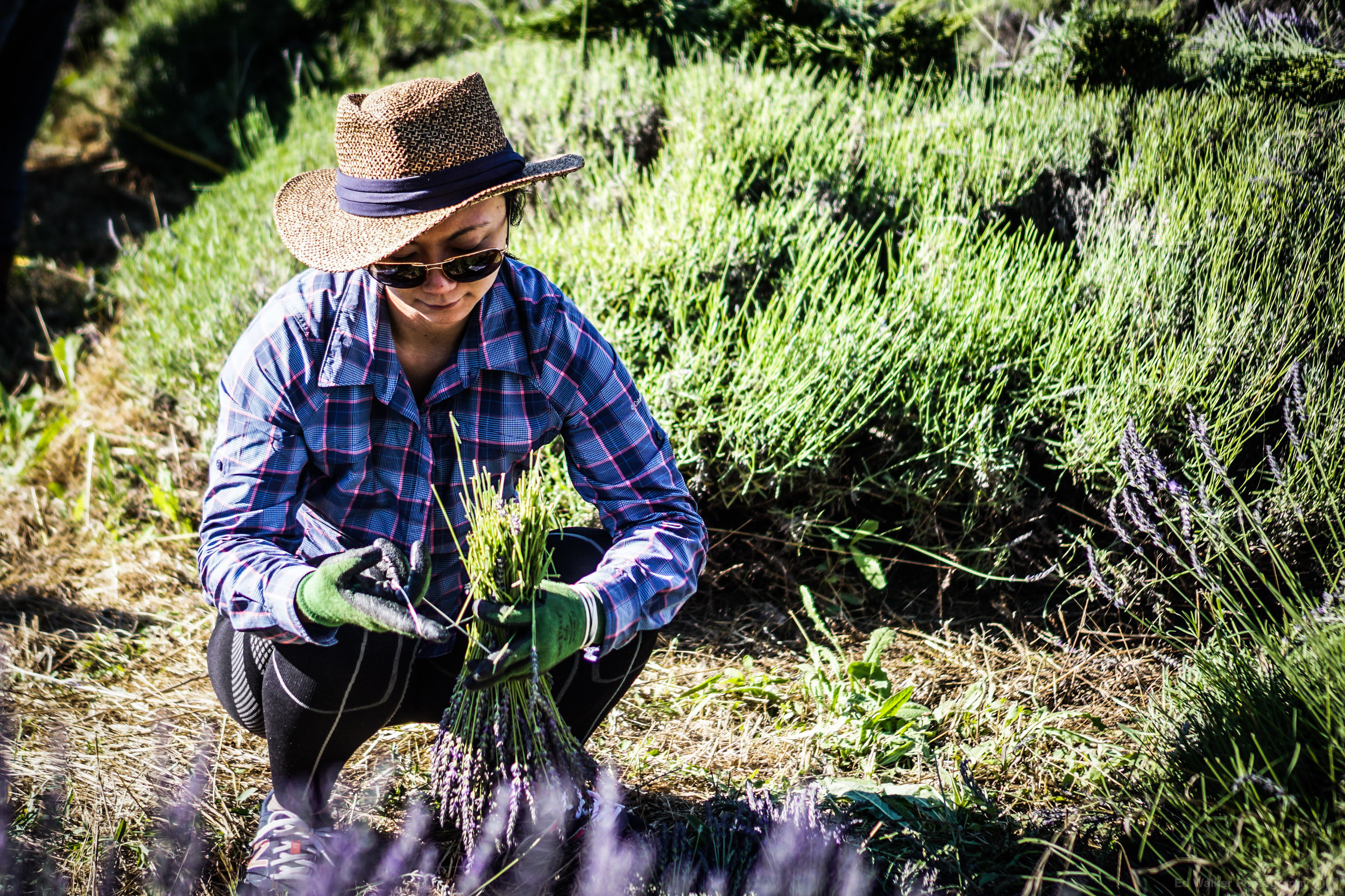 A CSA member bunched up Lavender.