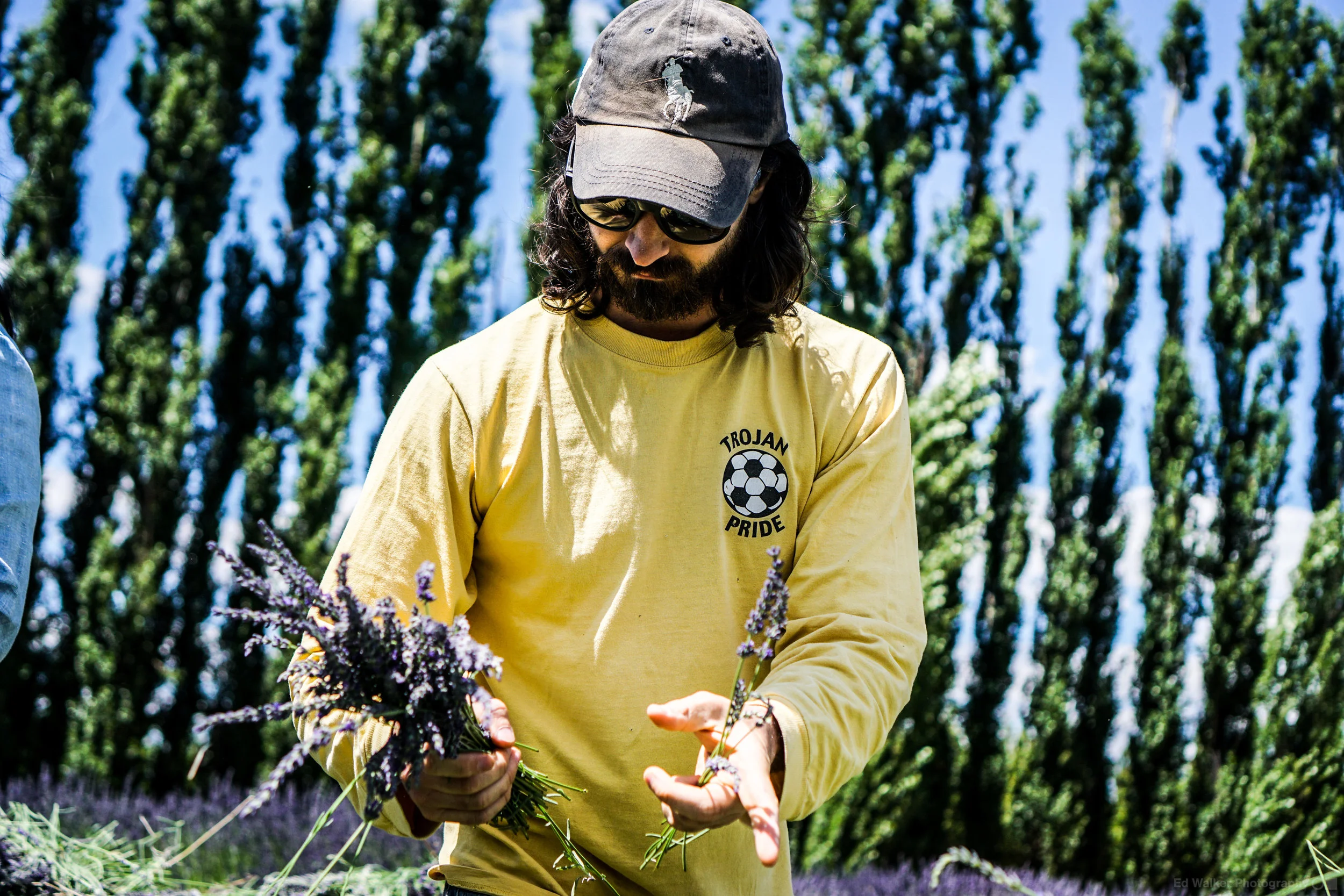 A CSA member bunches Lavender.