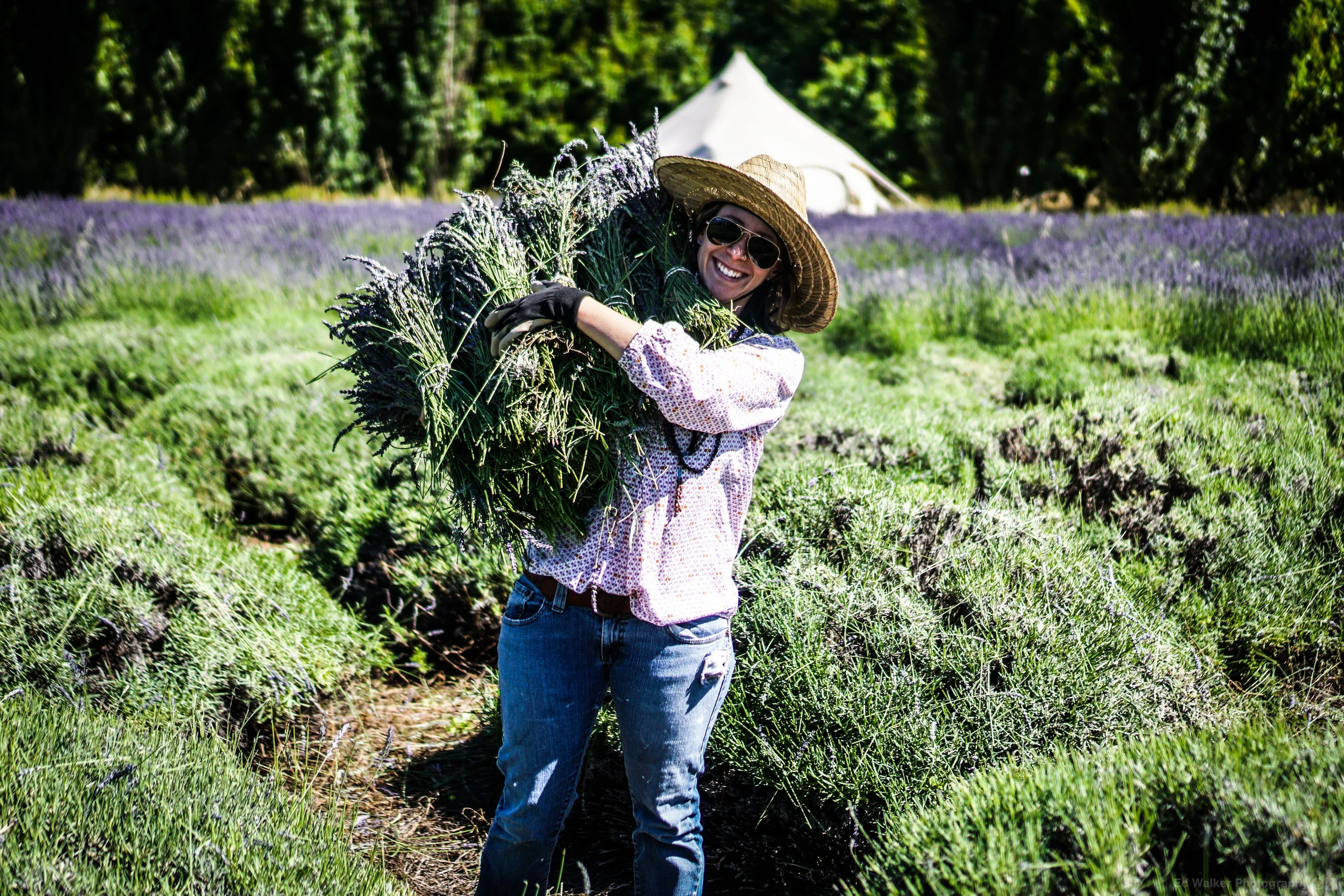 Lilly collects the bunches of Lavender for drying.