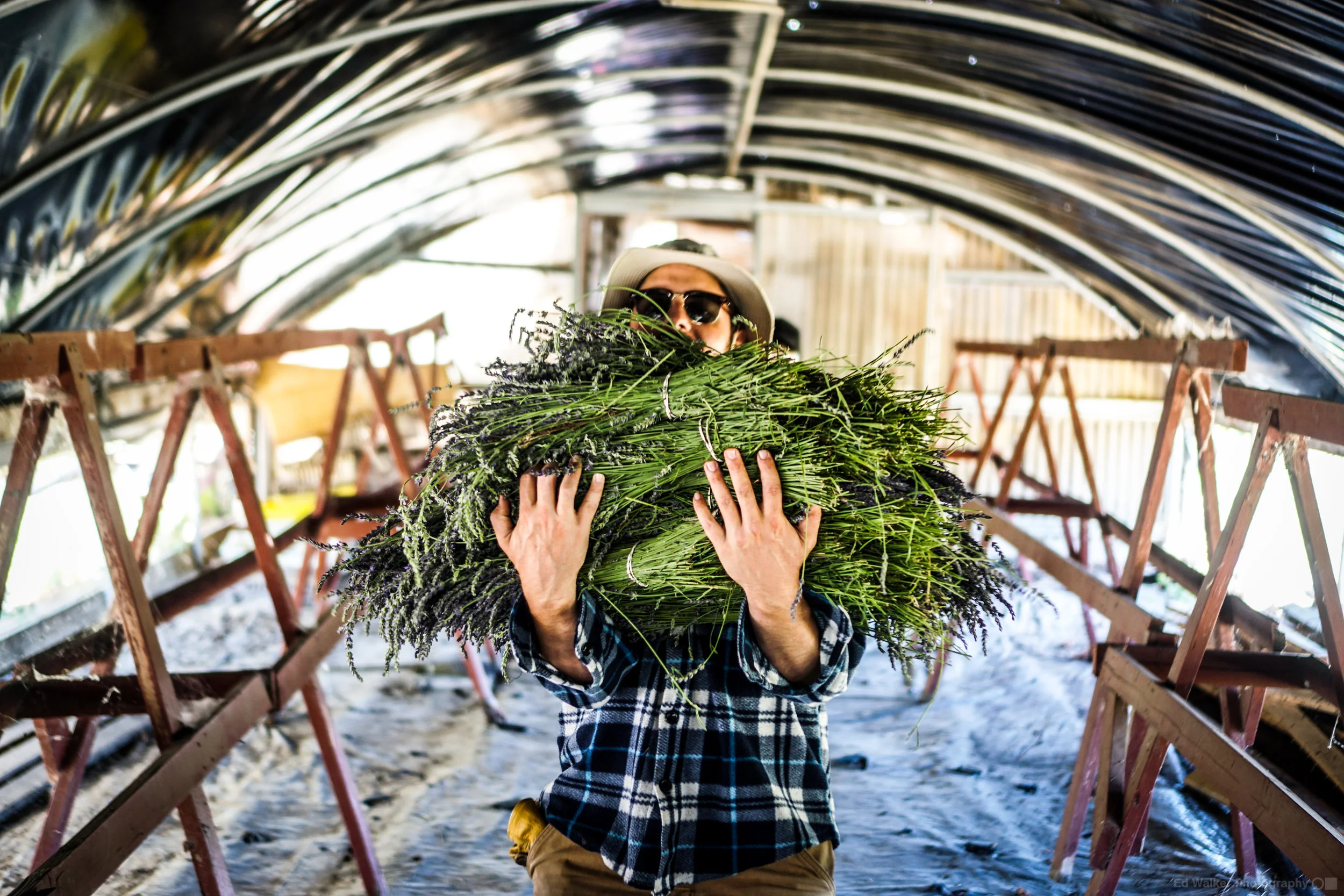 Cameron bringing the Lavender into the drying room.