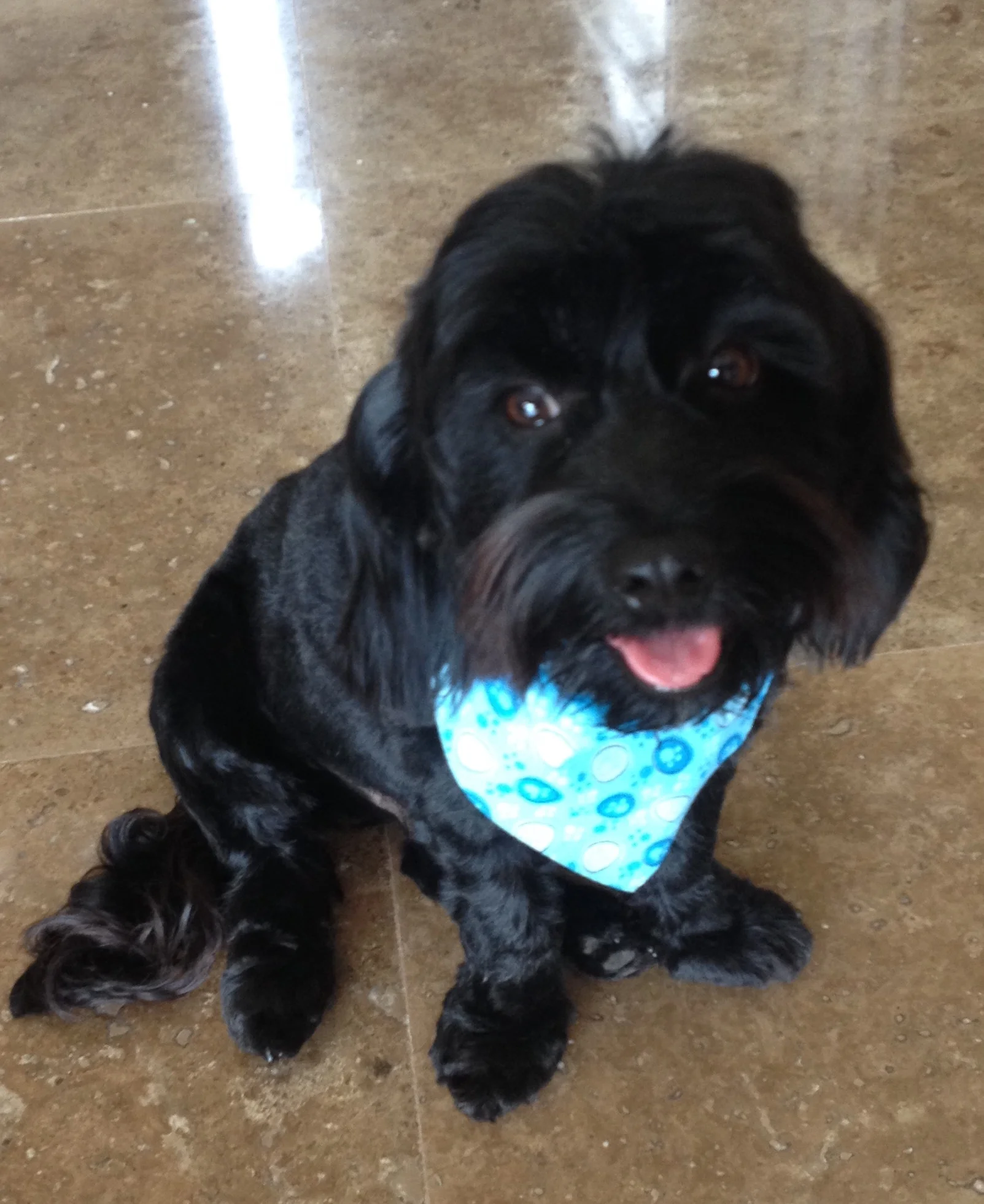 Having a Dog in Los Cabos — LOCAL BAJA