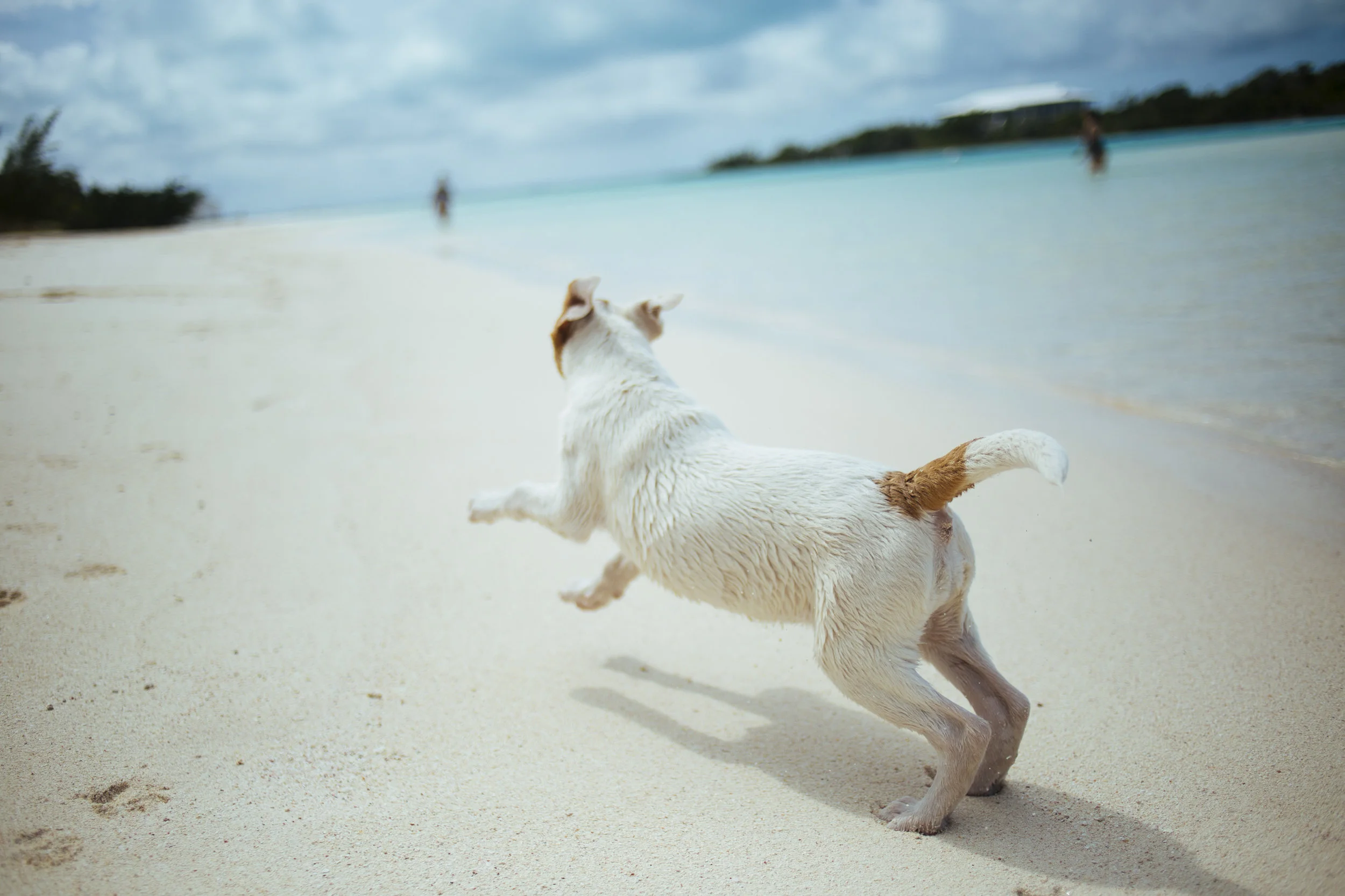 Having a Dog in Los Cabos — LOCAL BAJA