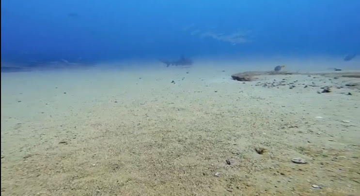 Bull Sharks