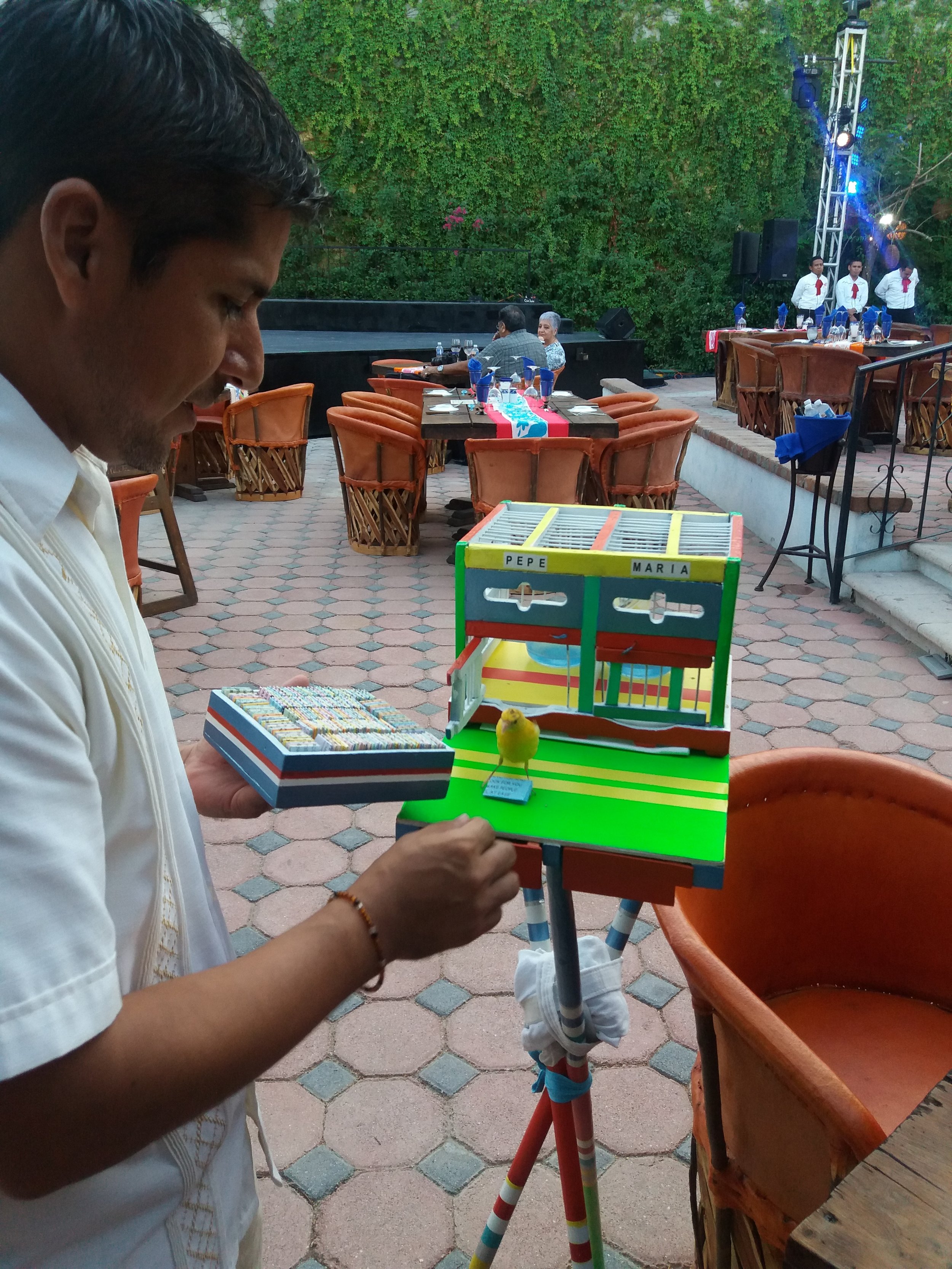 Table-side entertainment, canaries that give you a horoscope