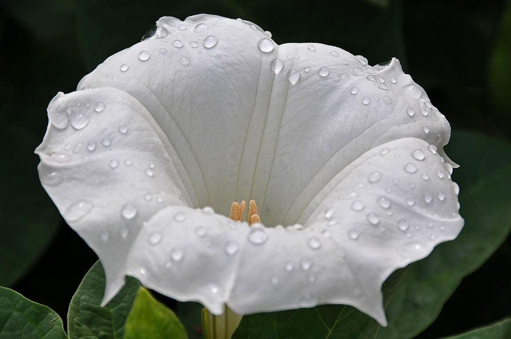 The Datura Flower, also known as devils trumpets. Keep away from pets. 