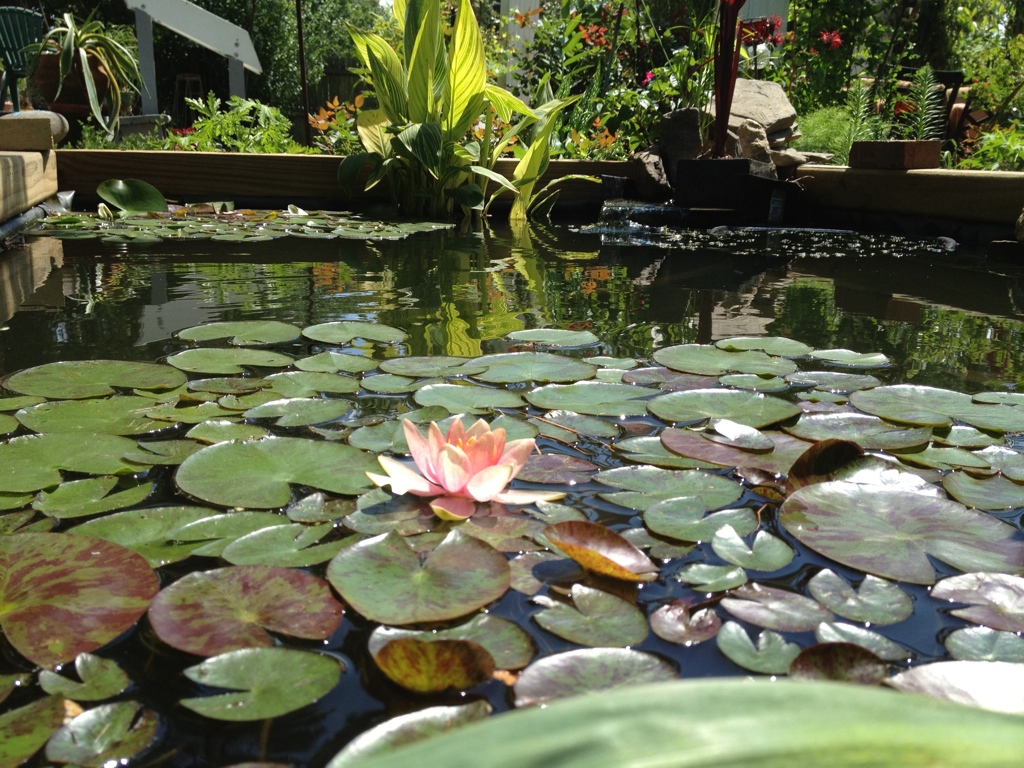 I have had these water lillies for about 14 years.