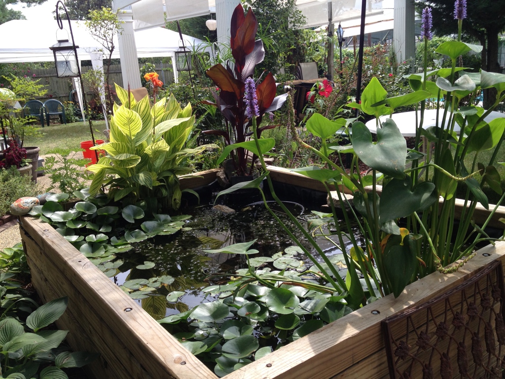 The plants love the pond as well