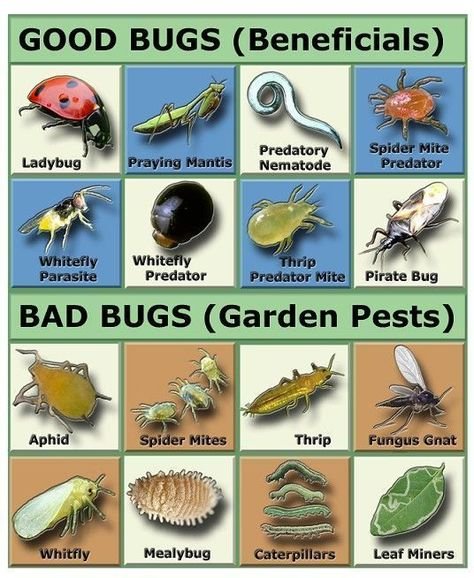 Good Bugs, Bad Bugs - May 12th
