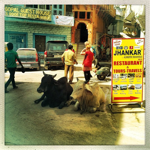 Sacred cows in the streets of Jodhpur