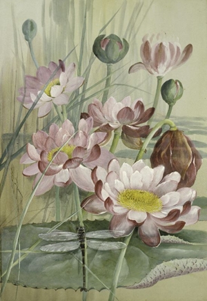 Giant Waterlily, Nymphaea pubescens , with a Giant Petaltail dragonfly, Petalura ingentissima 1911 Ellis Rowan Watercolour and gouache Source: Queensland Museum