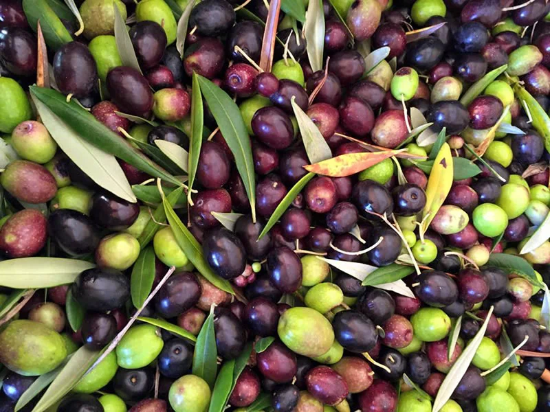 no-29-frontpage3-olives.jpg
