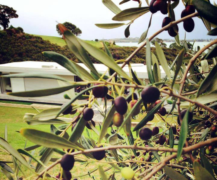 no-29-frontpage-olives-v2.jpg