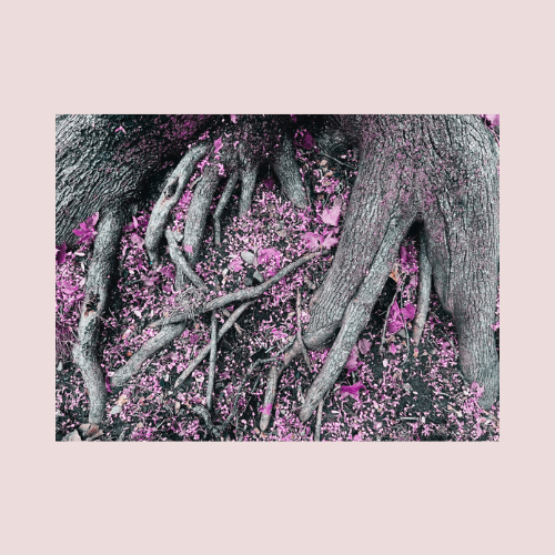 book release | rerooting: a devotional