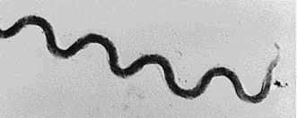 Figure 4.png