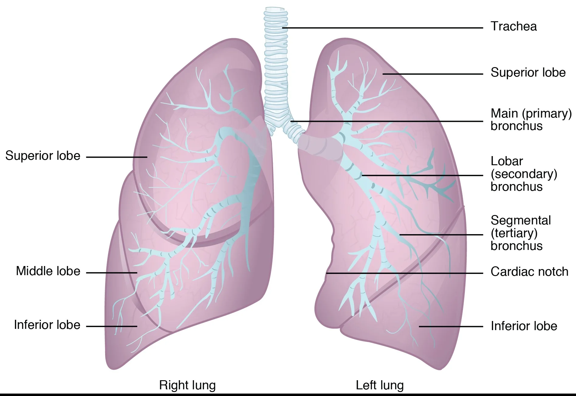 https://upload.wikimedia.org/wikipedia/commons/thumb/7/7e/2312_Gross_Anatomy_of_the_Lungs.jpg/1280px-2312_Gross_Anatomy_of_the_Lungs.jpg