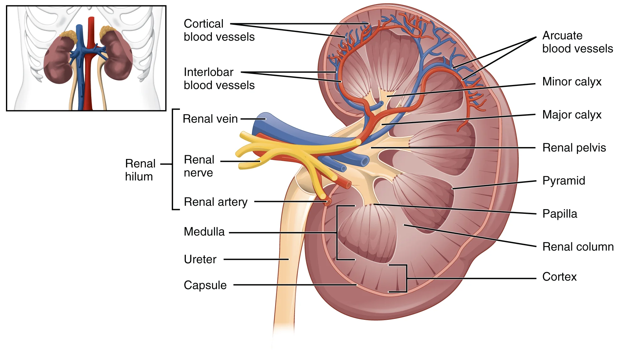 Figure 2: Anatomy of the kidney.