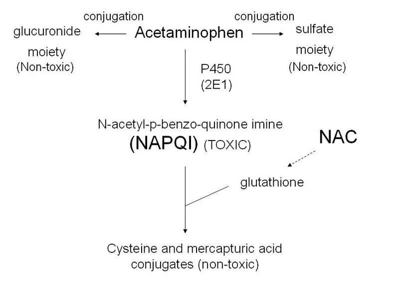 Figure 2: Acetaminophen metabolism.