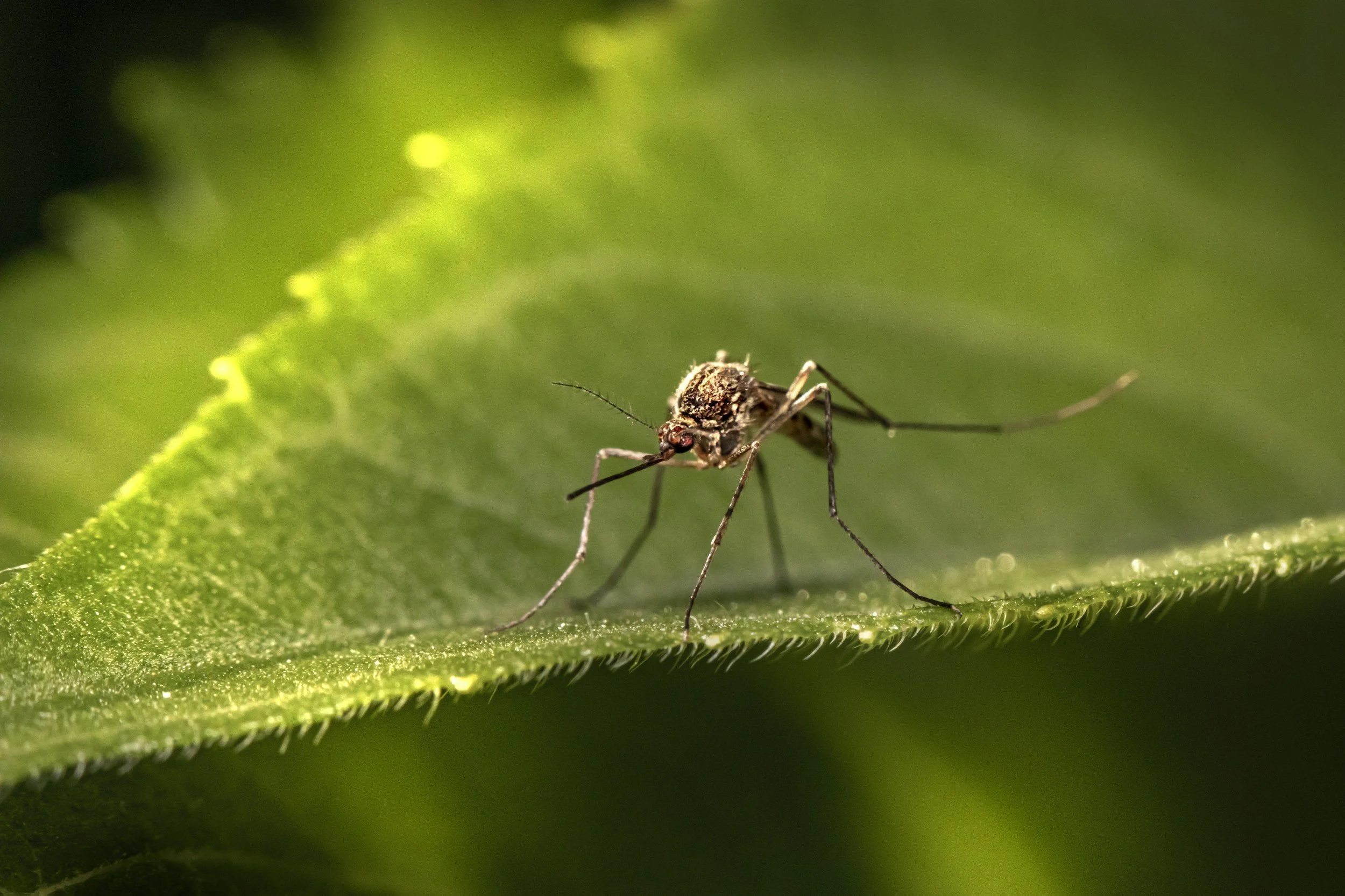 Dengue in a Recent Caribbean Traveler