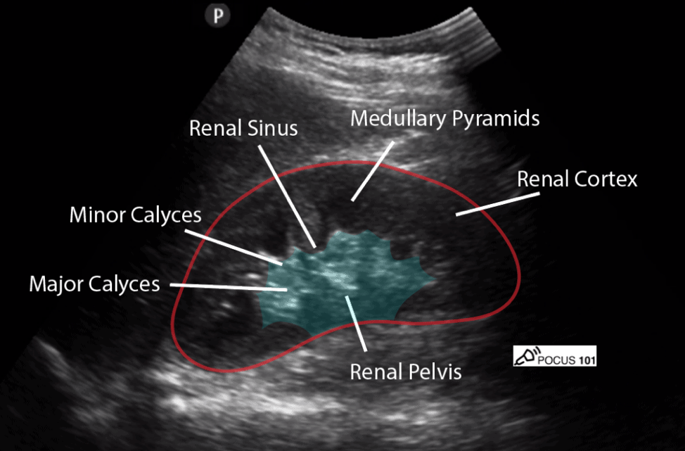 Abdominal Ultrasound Made Easy: Step-By-Step Guide - POCUS 101
