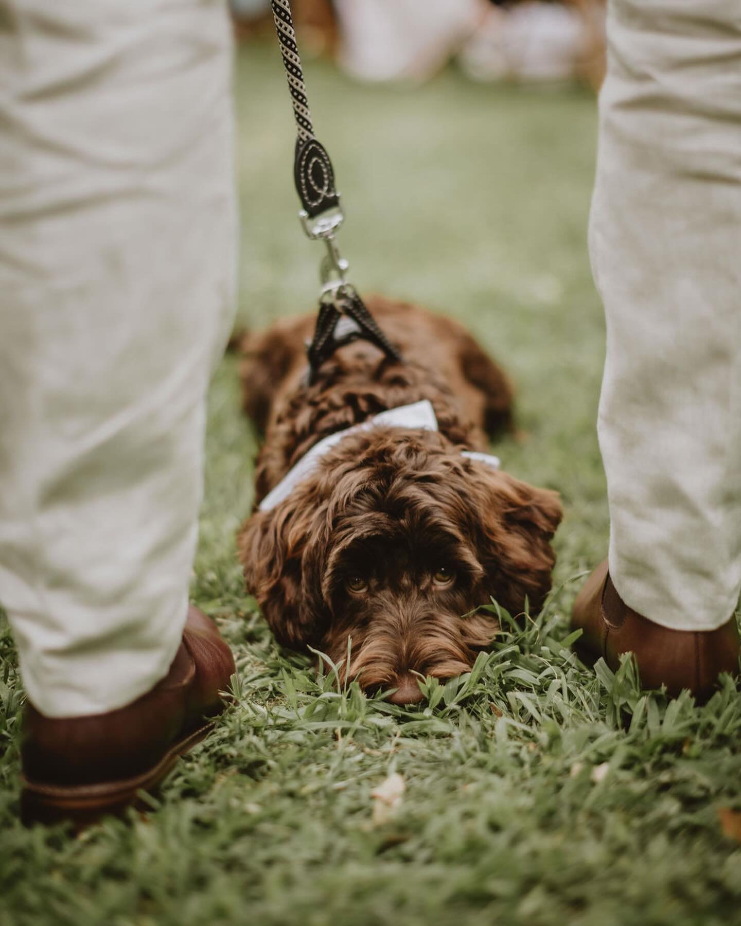 When mum and dad tie the knot, but you&rsquo;re the star of the show 🐶