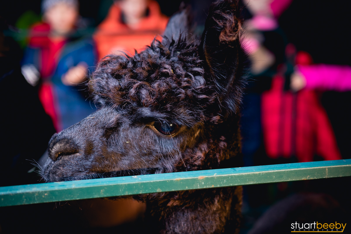 Sudbury Tree Lighting-8.jpg
