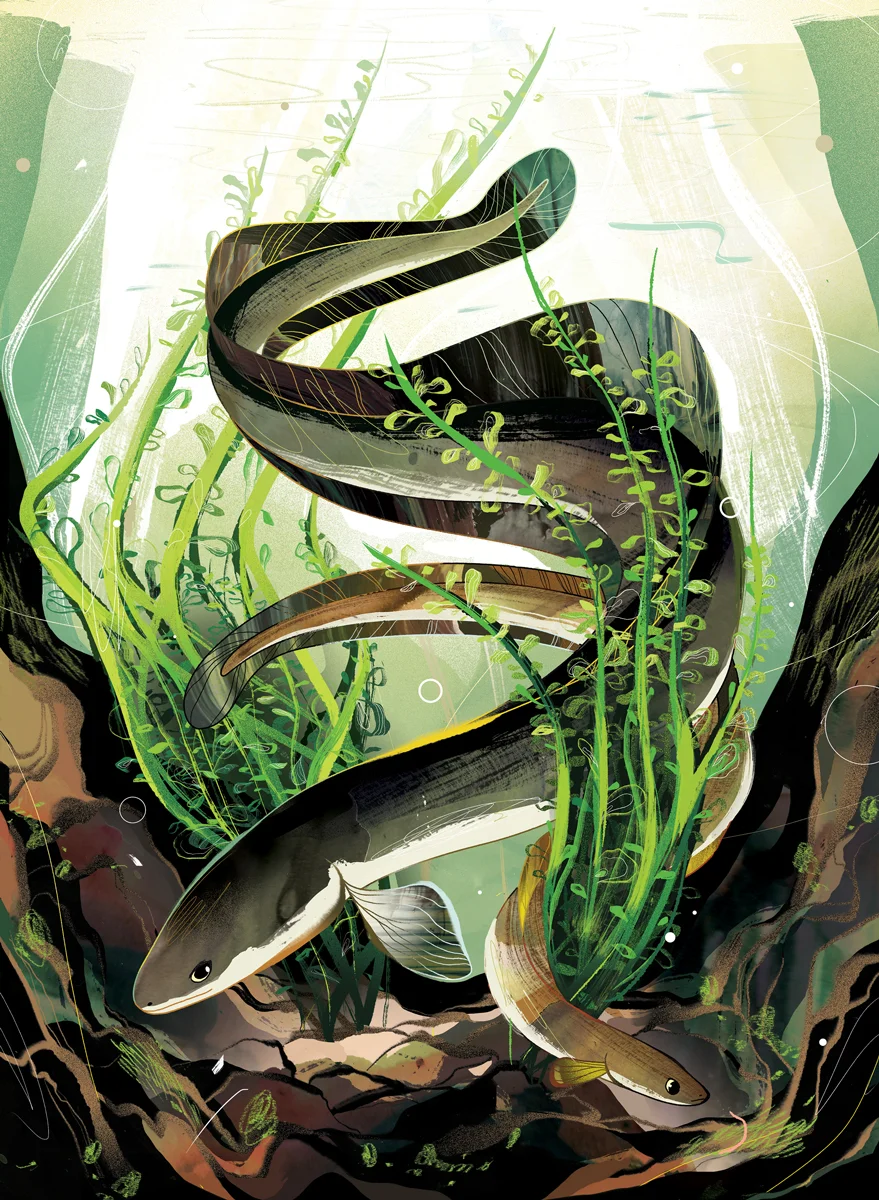 The Charismatic Eel Canadian Wildlife Magazine AD: Steven Balaban