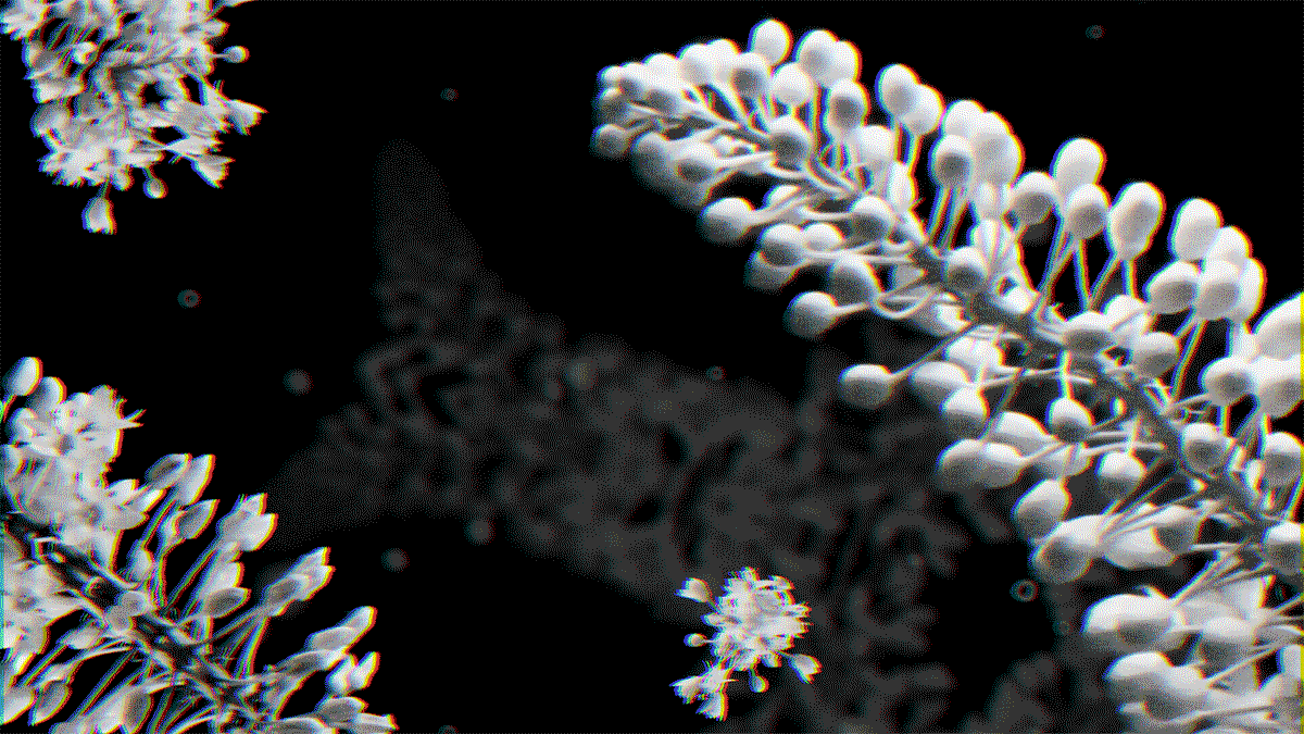 Untitled Mirrored and collaged video using a timelapse of a flower, for a short promo video.