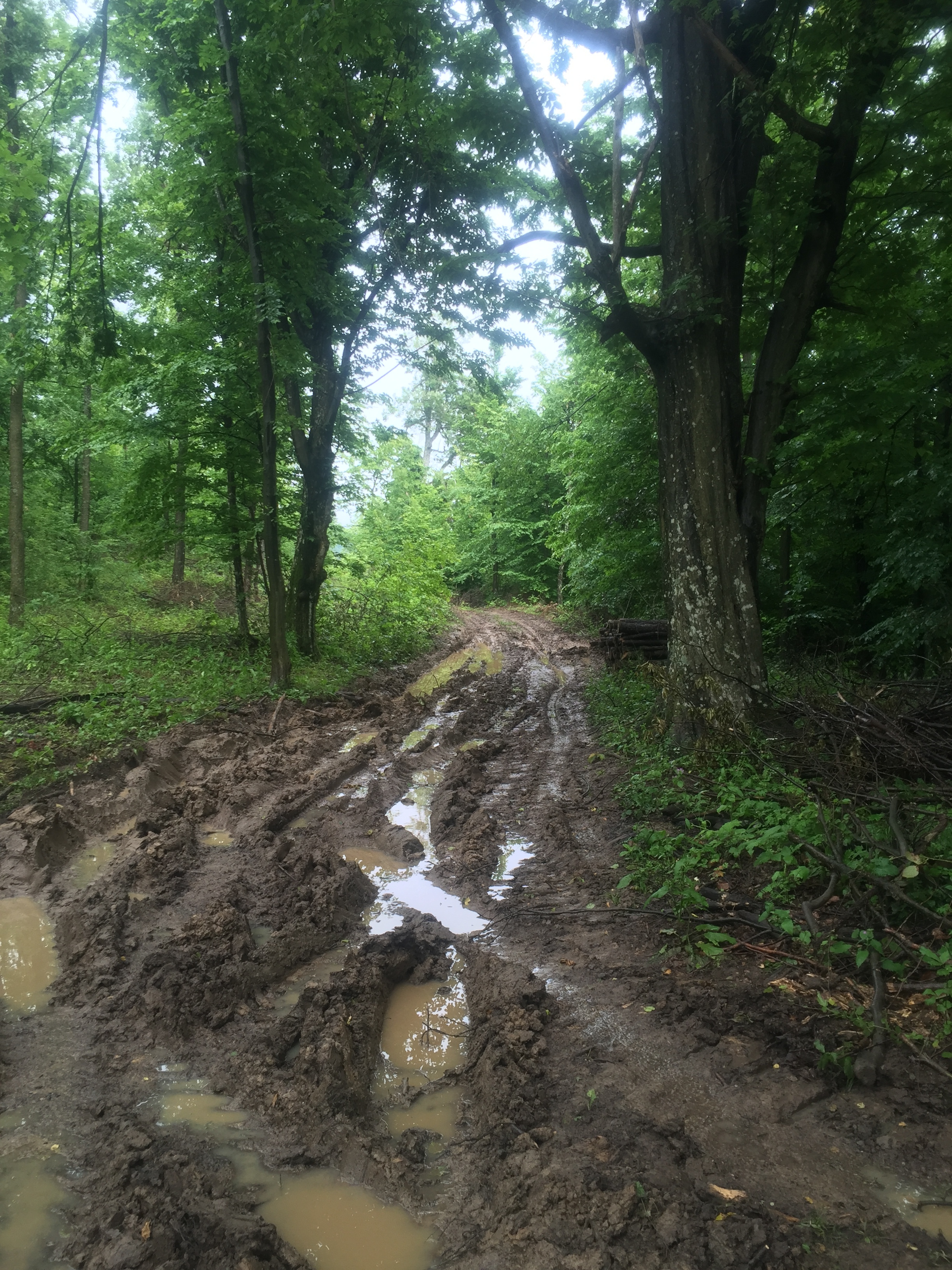 The "trail".