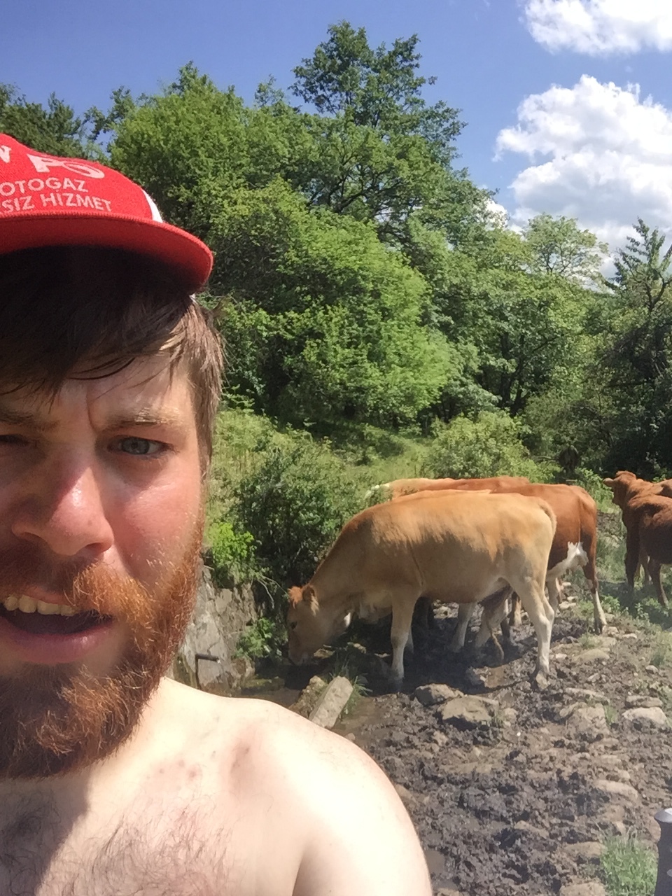 Drinking with the cows.