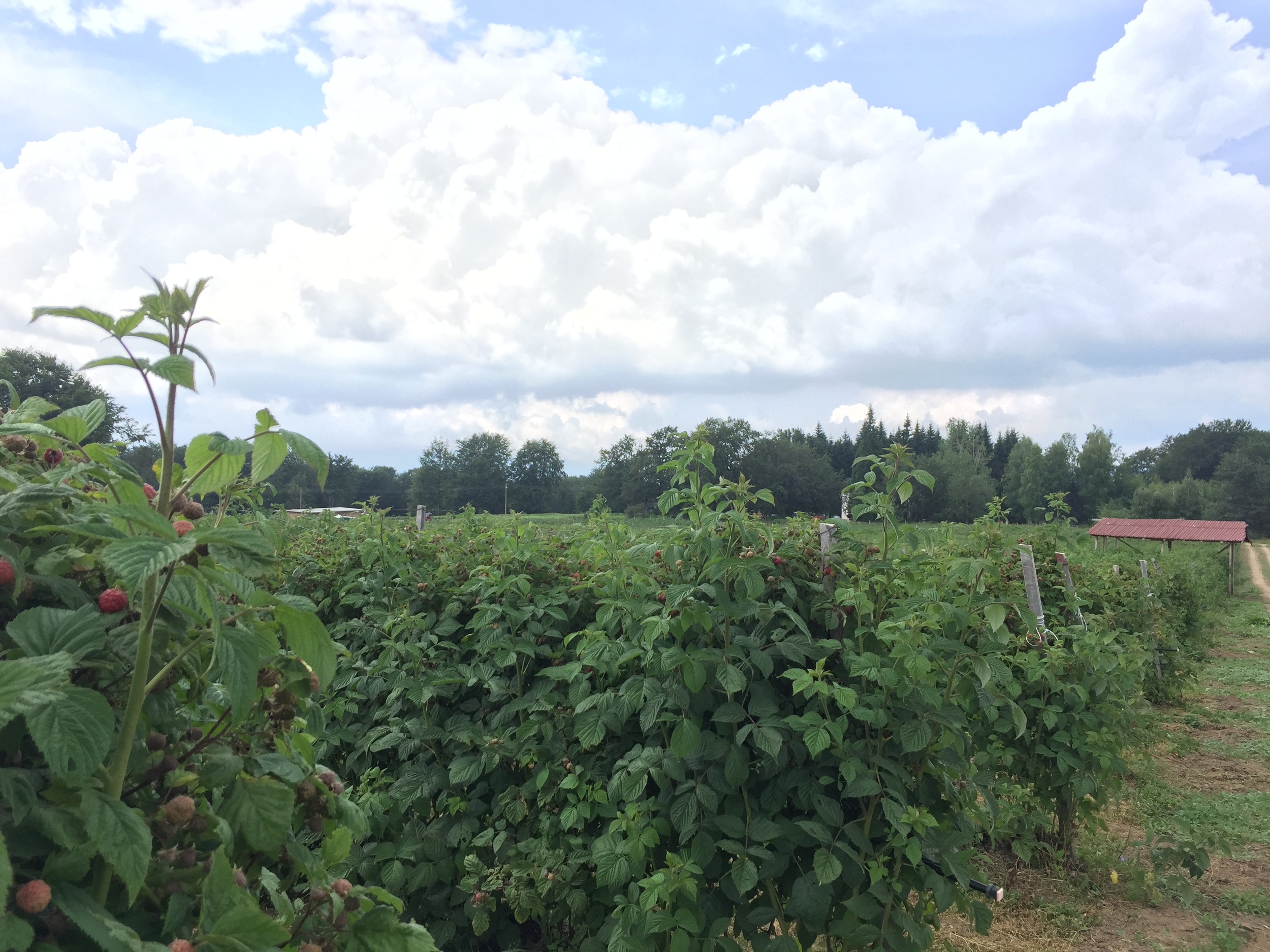 Raspberry farm at Trastena.