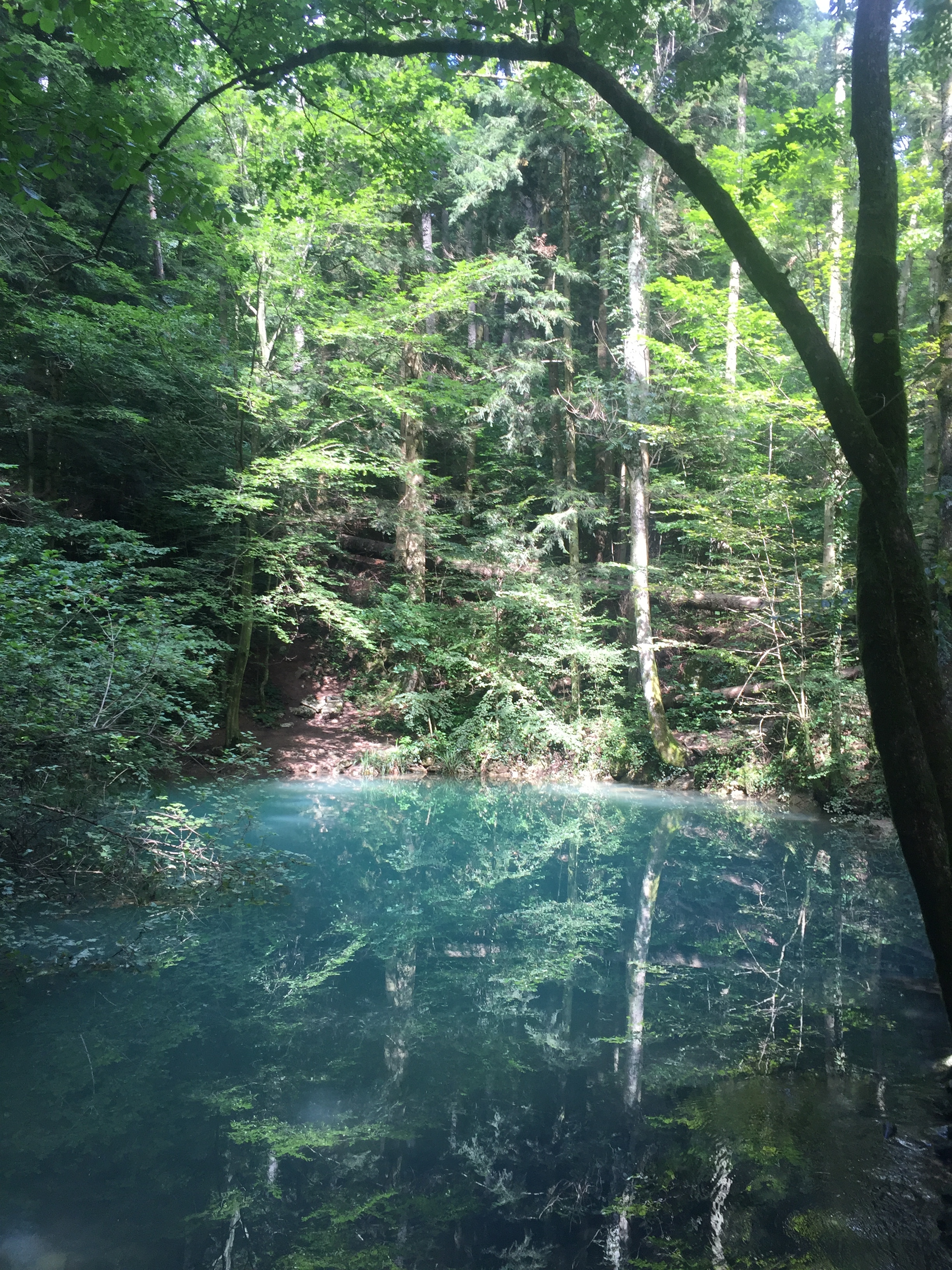A fresh spring in the woods.