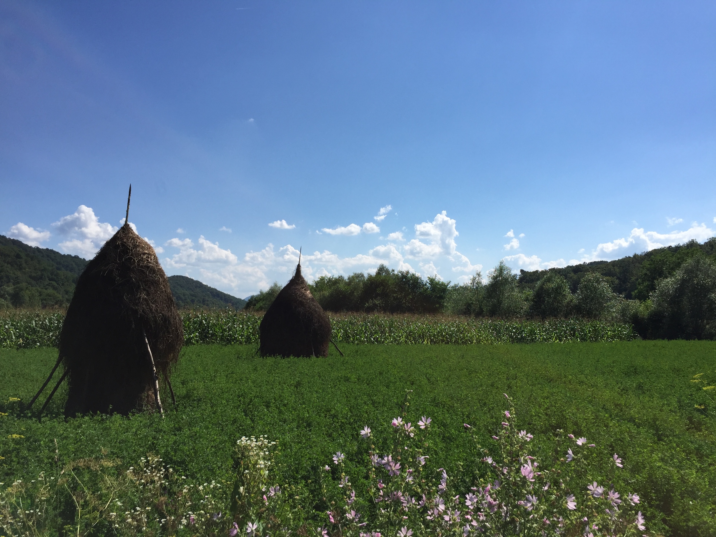 These hay stacks are very Romanian.