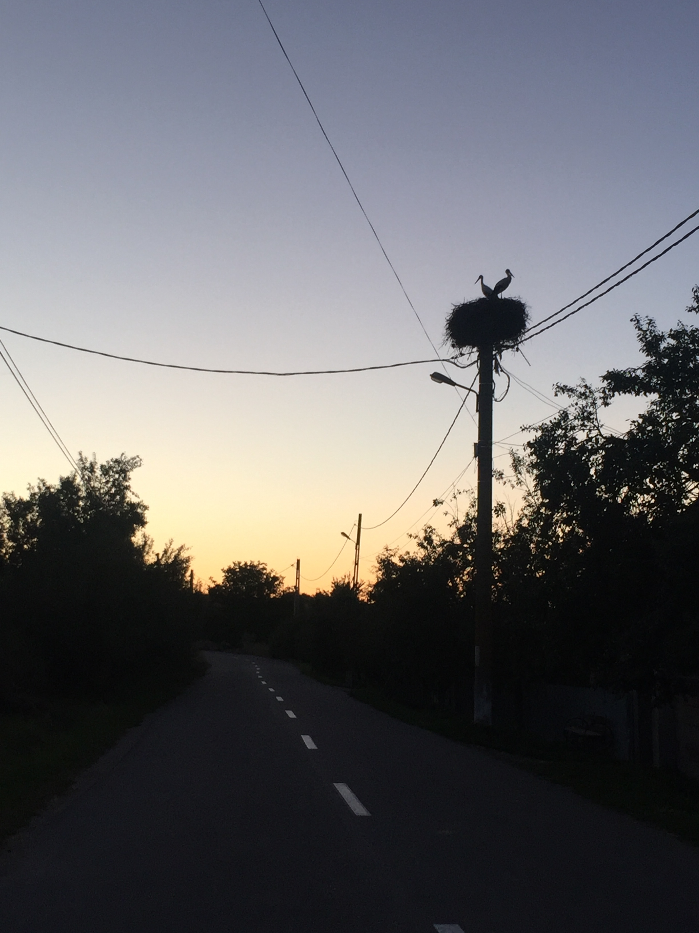 Herons nesting on a light post.