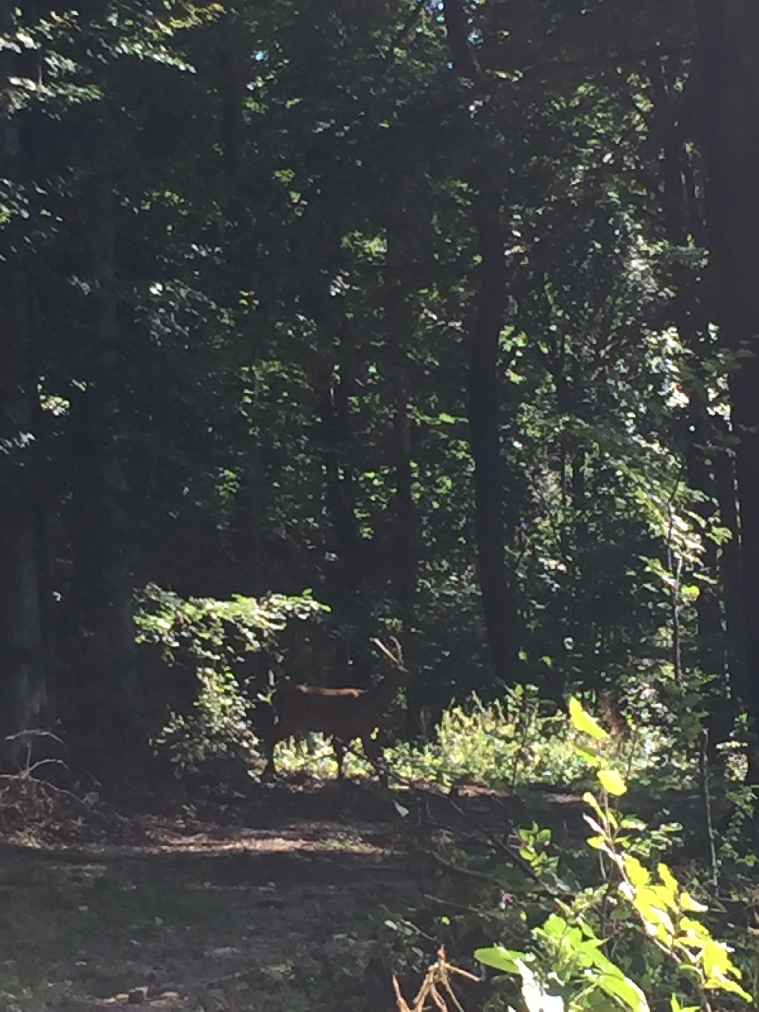 A beast in the wild.