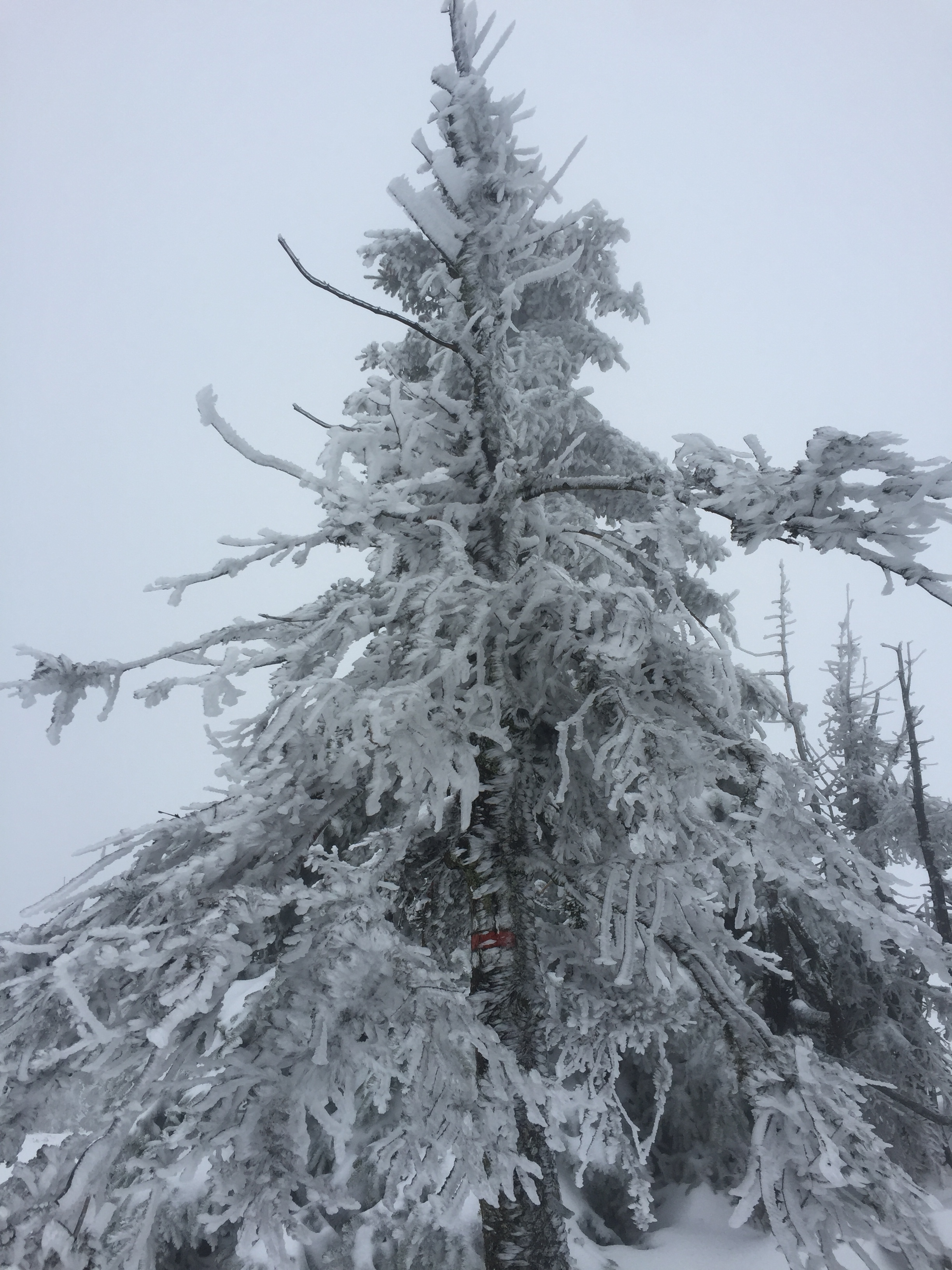 Trying to find the trail marker became even more difficult at this point.