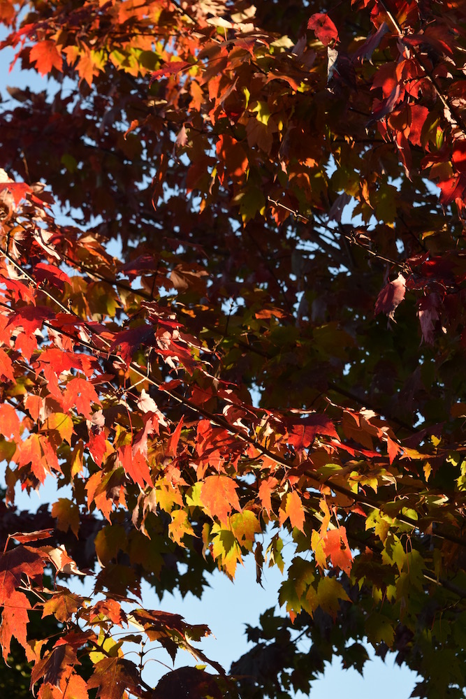The above photograph is new work from my current project, Deciduous.