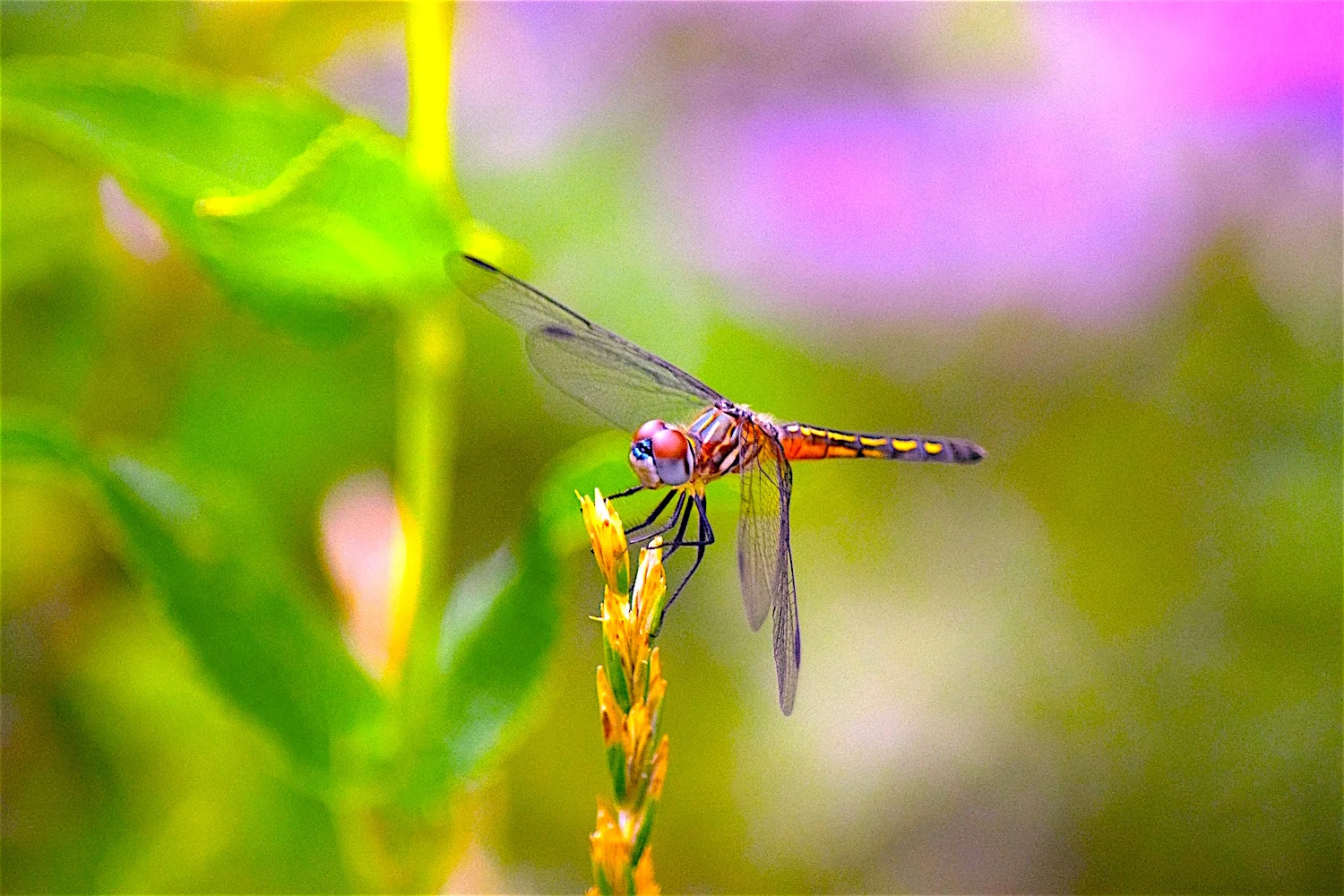 DSC_0363.jpg