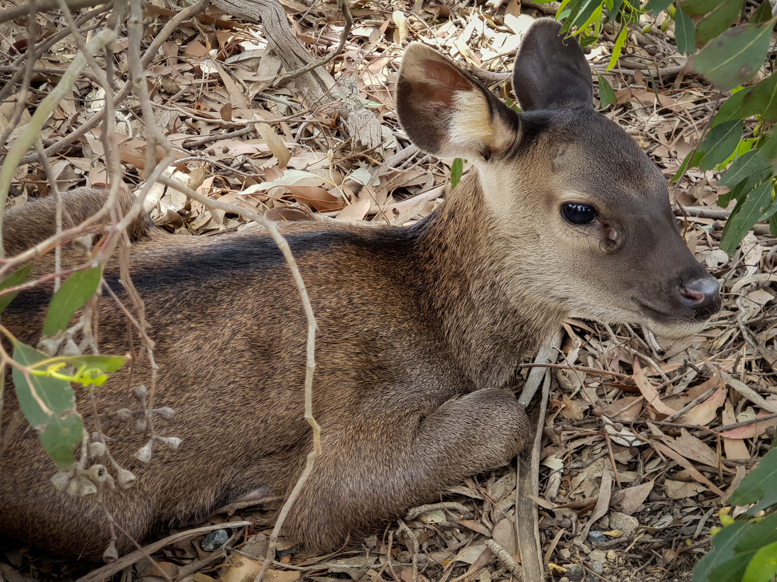 Copperhead_david_stephens_sambar_calf-2.jpg