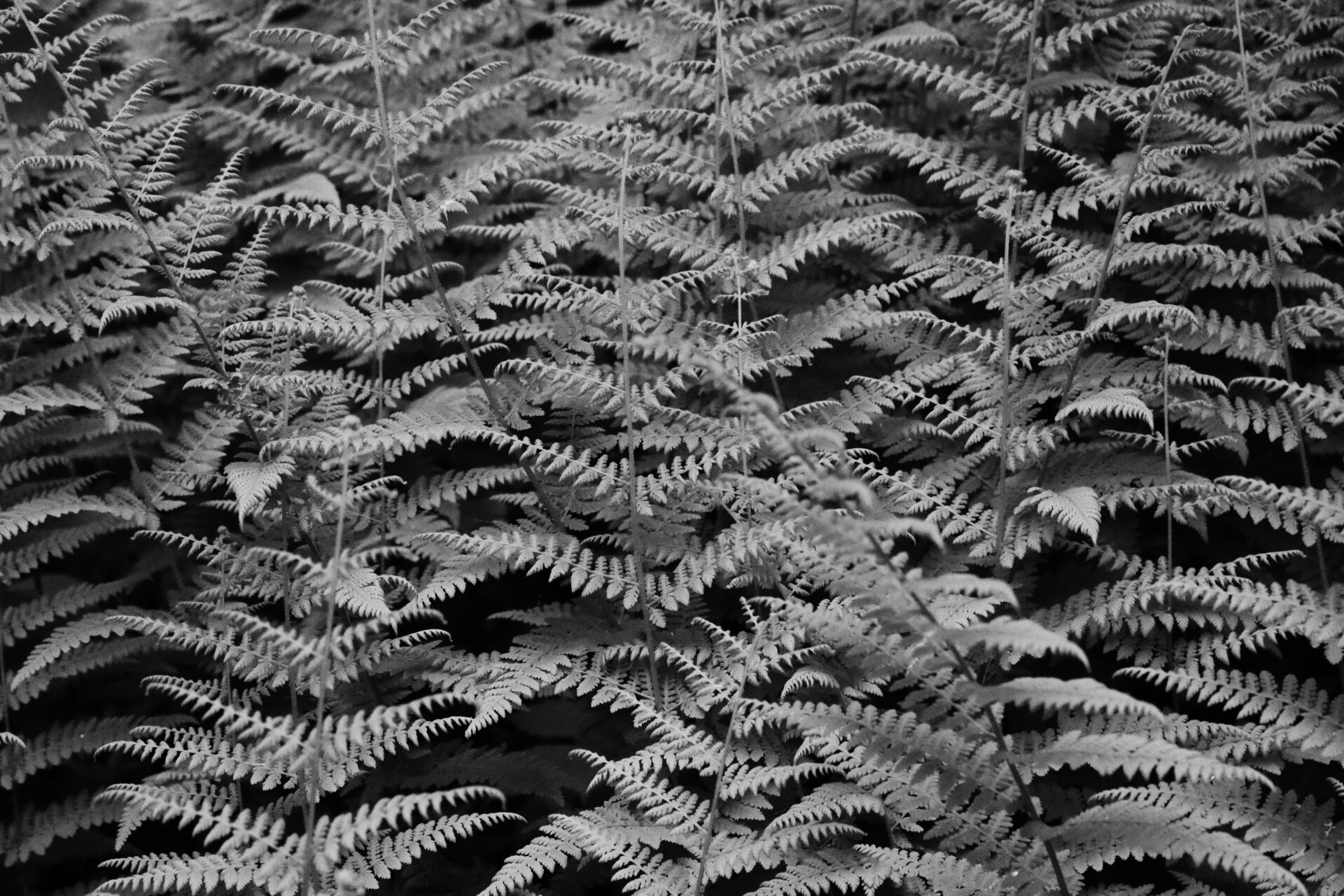 7D5B30C1-6699-444A-BC34-17D962B0918F.jpeg
