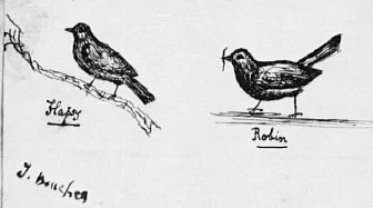 The four nestlings from Fabulous Histories : Dicky, Pecksy, Flapsy, and Robin.