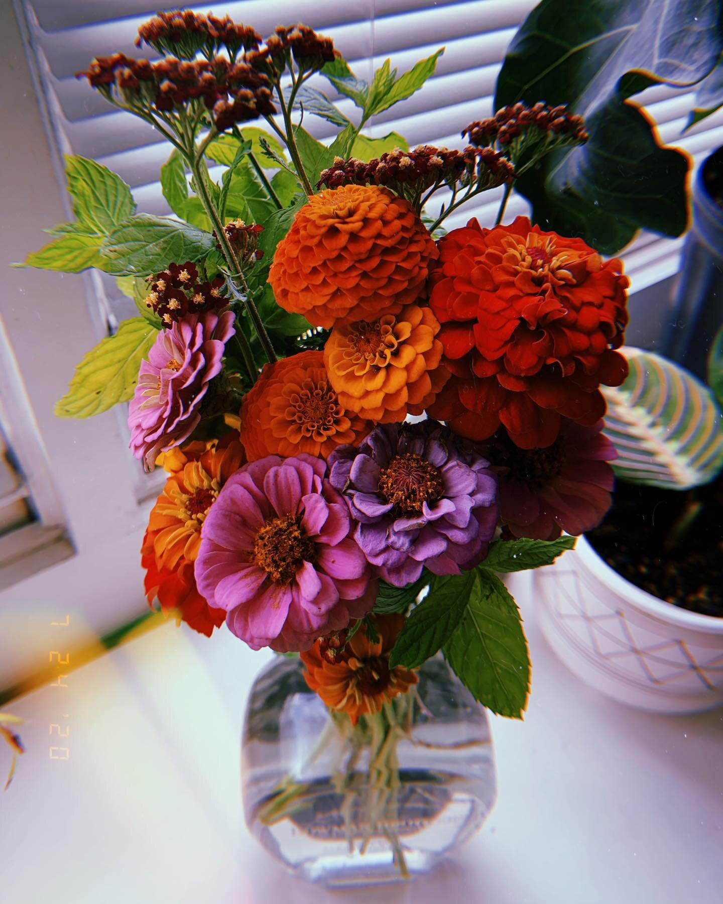Blooms from the quarantine seed packets of yore showing up as a reminder that what you invest in and take care of is what will have a chance to survive. That goes for everything&mdash;allyship, friendships, election season, the USPS, your mental heal