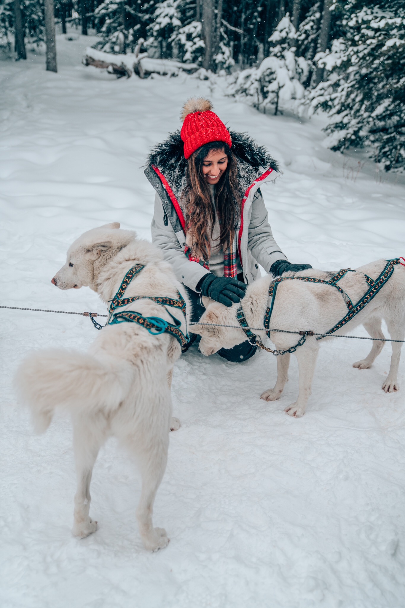 How To Book a Dog Sledding Tour in Banff, Canada